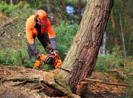 Reliable Ponderay, ID Tree Removal Solutions