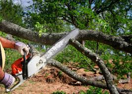 How Our Tree Care Process Works  in  Ponderay, ID