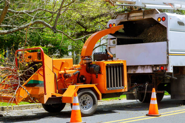 Best Tree Maintenance Programs  in Ponderay, ID