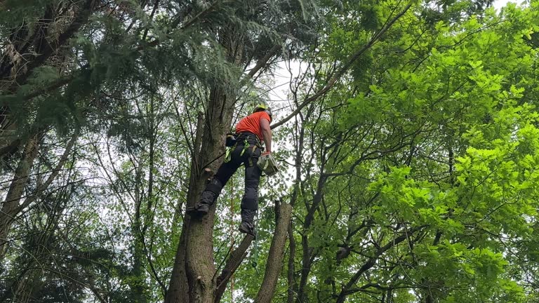 Best Tree Health Inspection  in Ponderay, ID