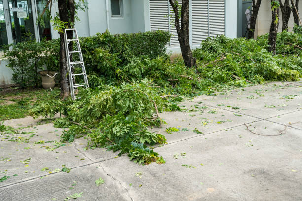 Best Stump Grinding and Removal  in Ponderay, ID