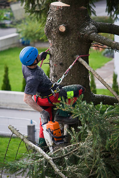 Best Arborist Consultation Services  in Ponderay, ID
